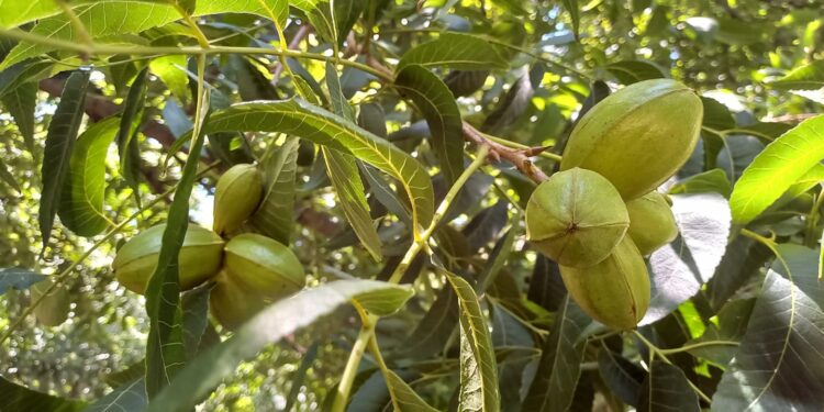 Crece el cultivo de Pecán en Tucumán como alternativa de producción